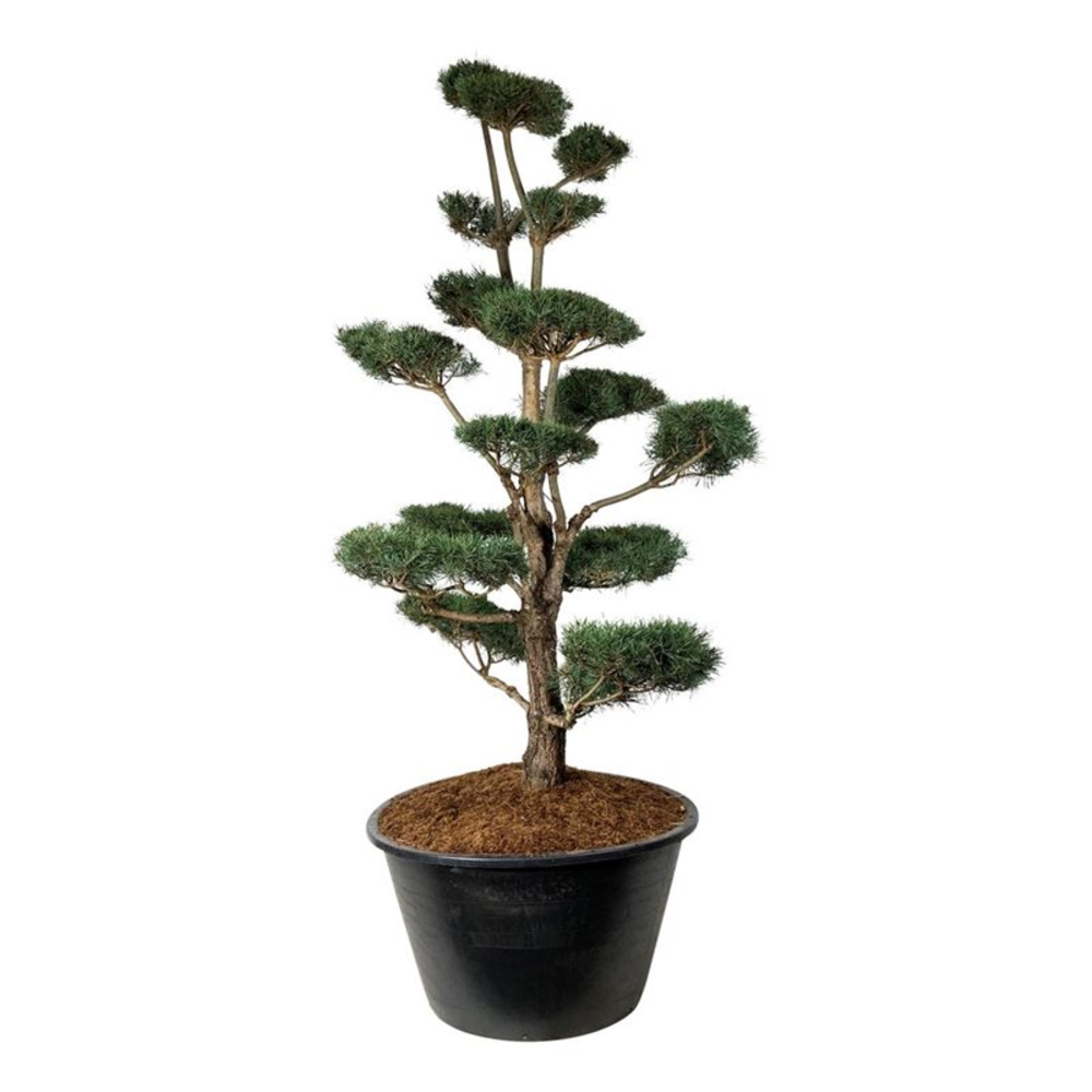 Pinus sylvestris.