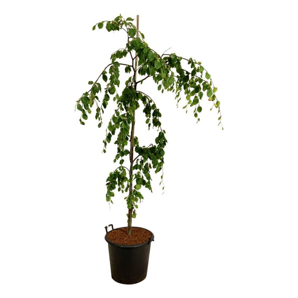 Fagus syl. 'Pendula'.