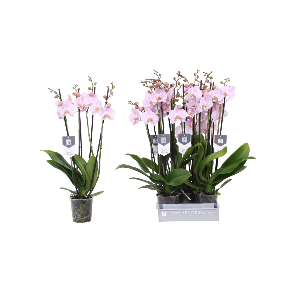 Phalaenopsis Rosion, 4-spike 22+.
