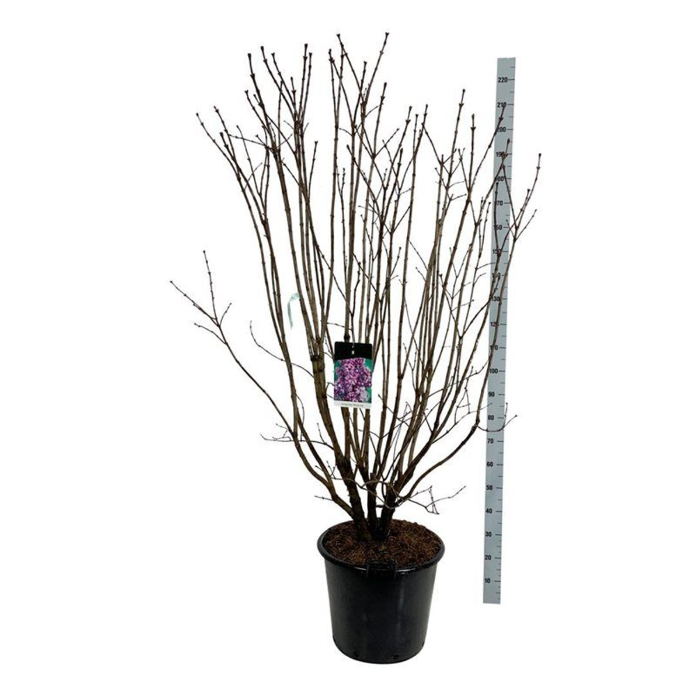 Syringa v. 'Charles Joly'.