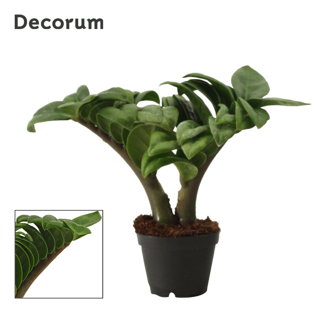 Zamioculcas Zenzi V-leaf 6 cm, 2 veren (Decorum).