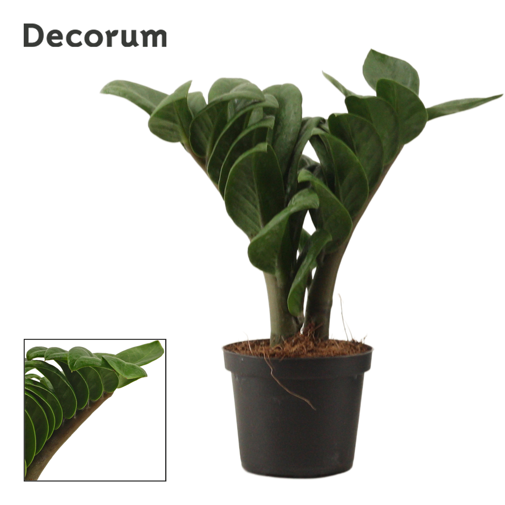 Zamioculcas Zenzi V-leaf 9 cm, 2 veren (Decorum).