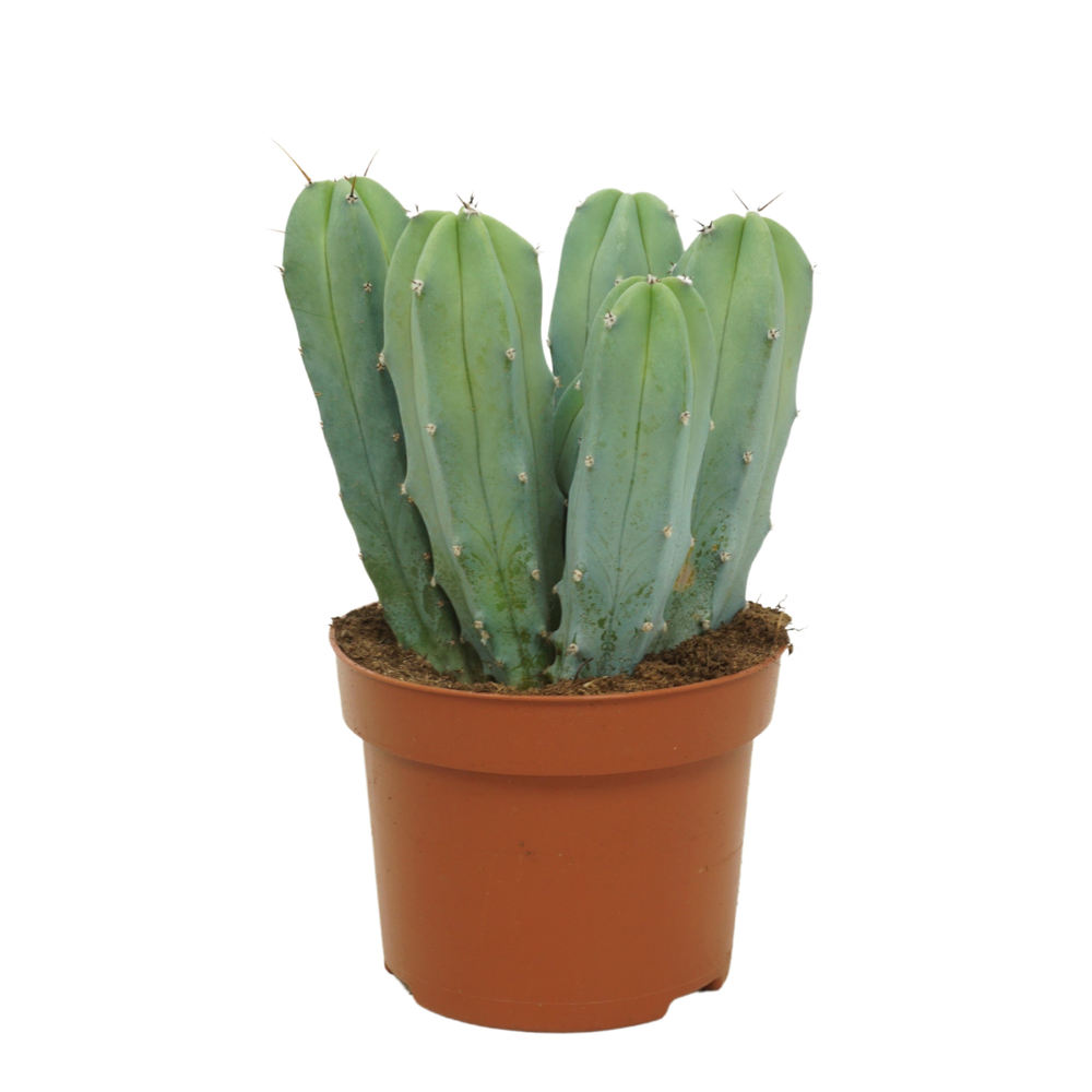 Myrtillocactus geometrizans 12 cm.