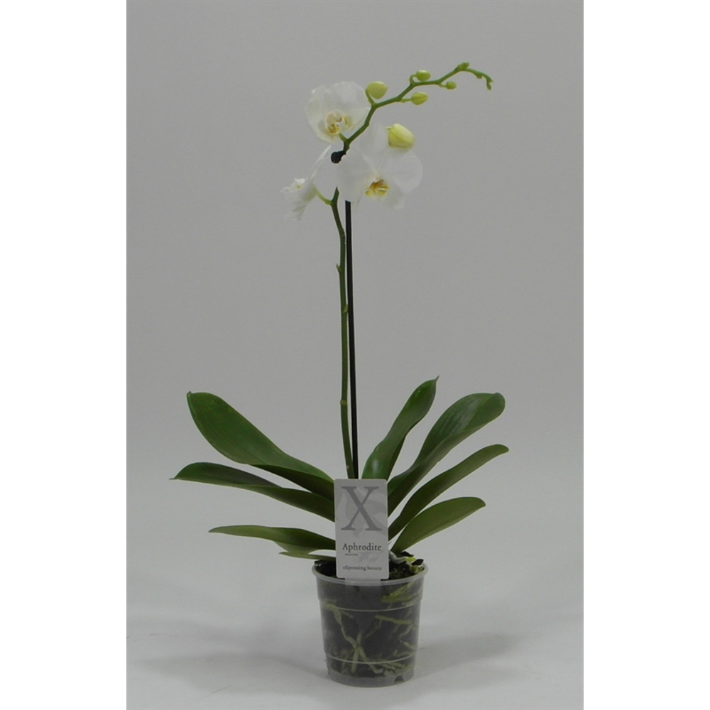 Phalaenopsis overig wit 1 Tak Wit.