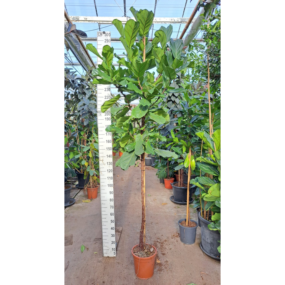 Ficus Lyrata stam 280.