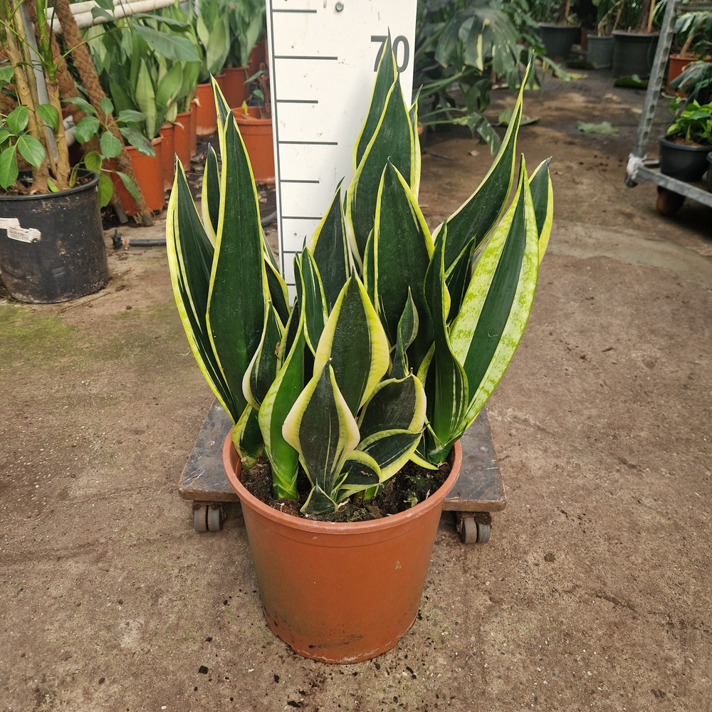 Sansevieria Night Shade.