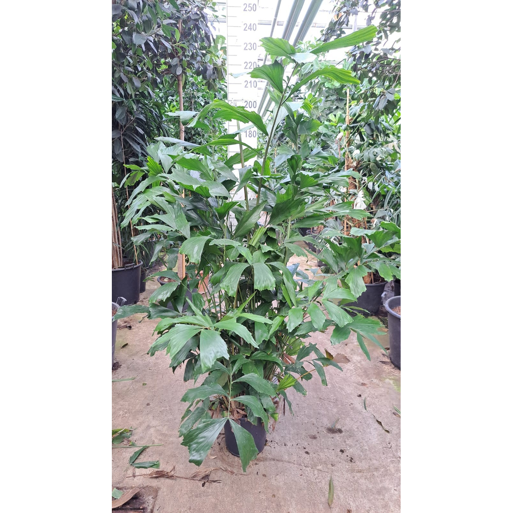 Caryota Mitis bush 190.