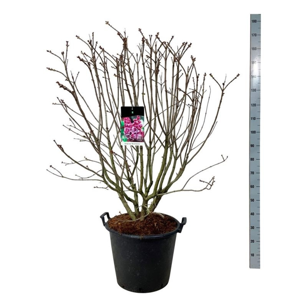 Syringa v. 'Michel Buchner'.