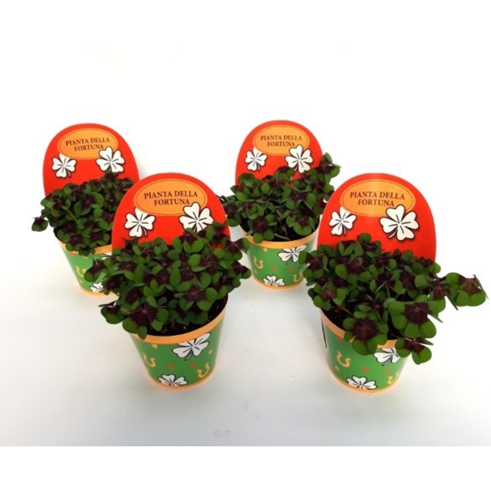 Oxalis deppei Geluk Italiaans.