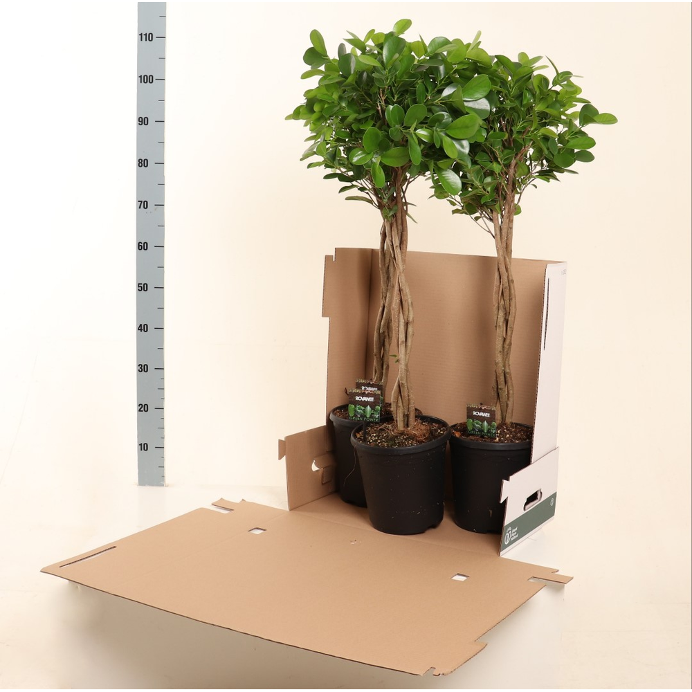 Ficus micr. Moclame gevlochten stam in fust 352.