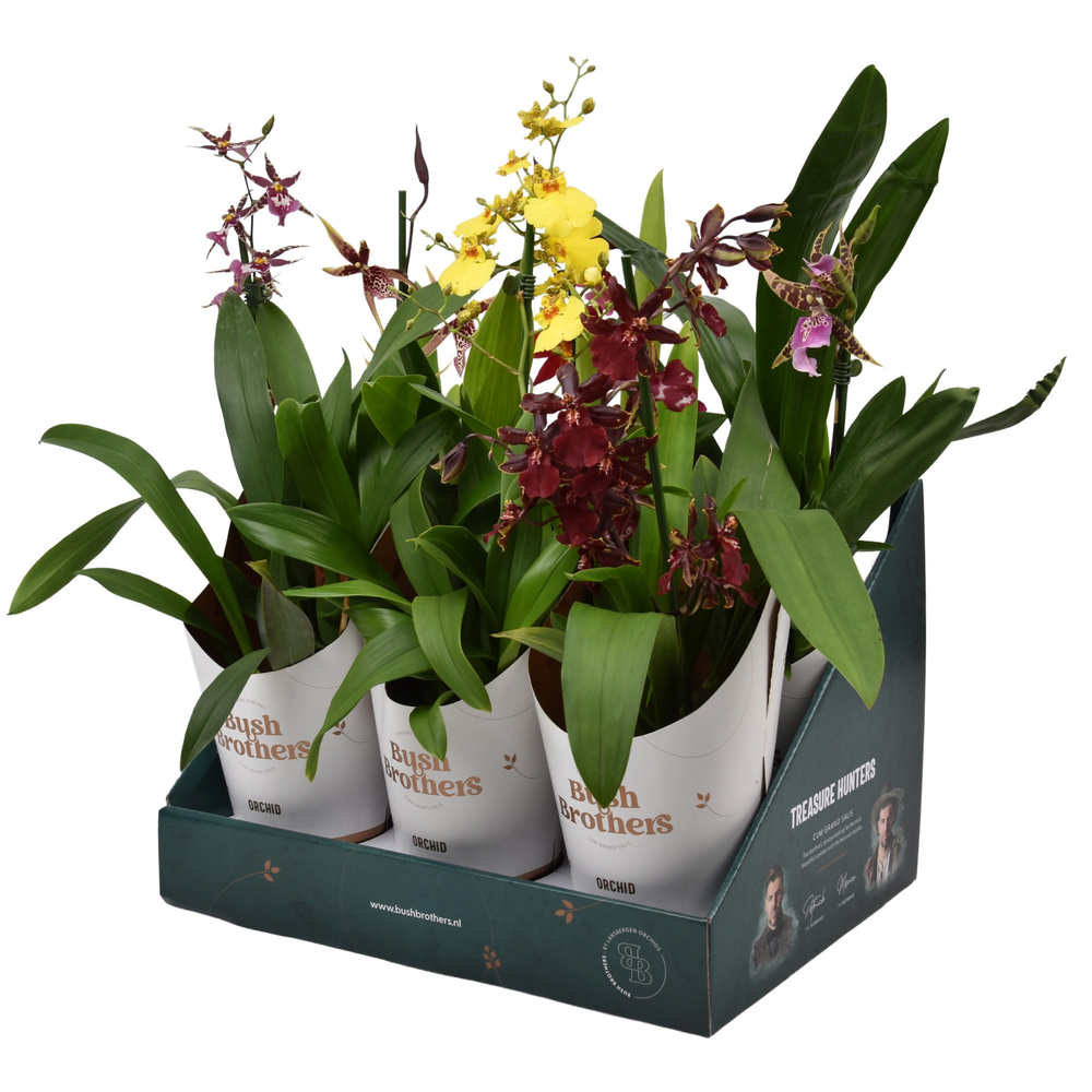 Orchideeën mix A1 kort in Bush Brothers showdoos m.