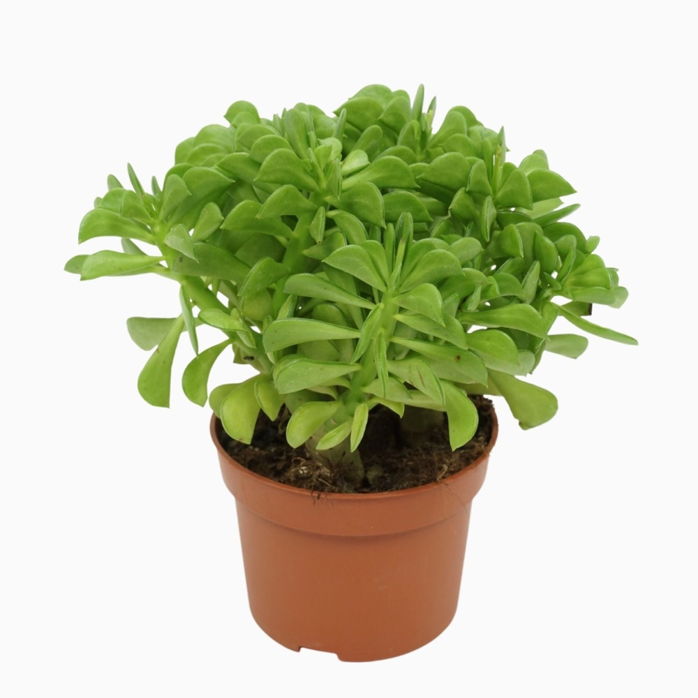 Peperomia dolabriformis 10,5 cm.