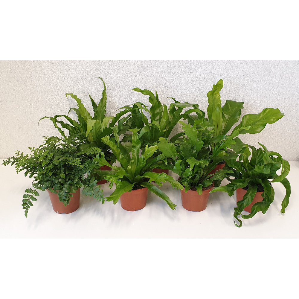 Asplenium mix.