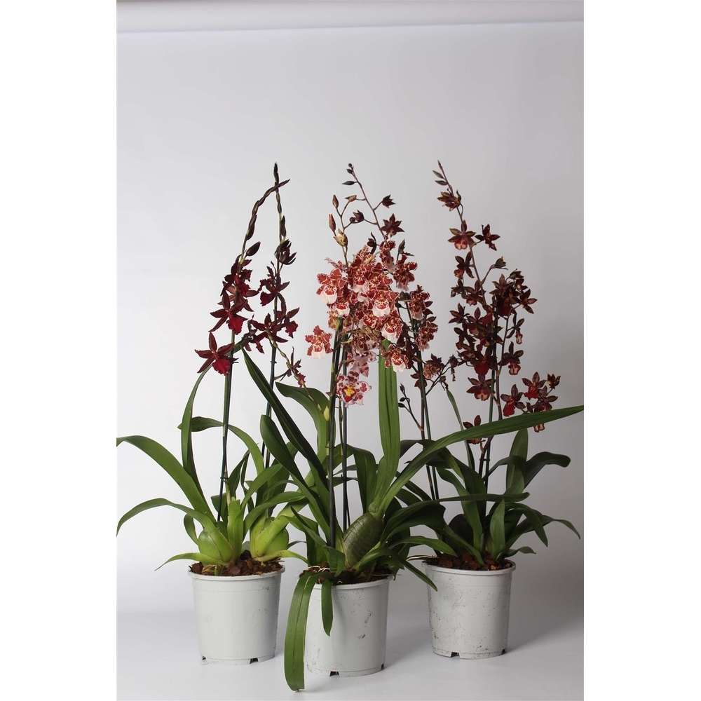 Cambria toef mix 2 tak 17 cm.