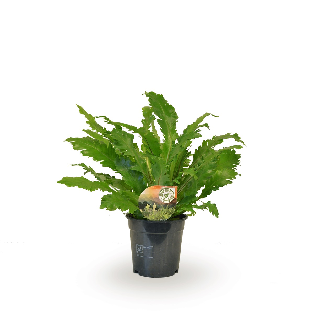 Asplenium Campio.