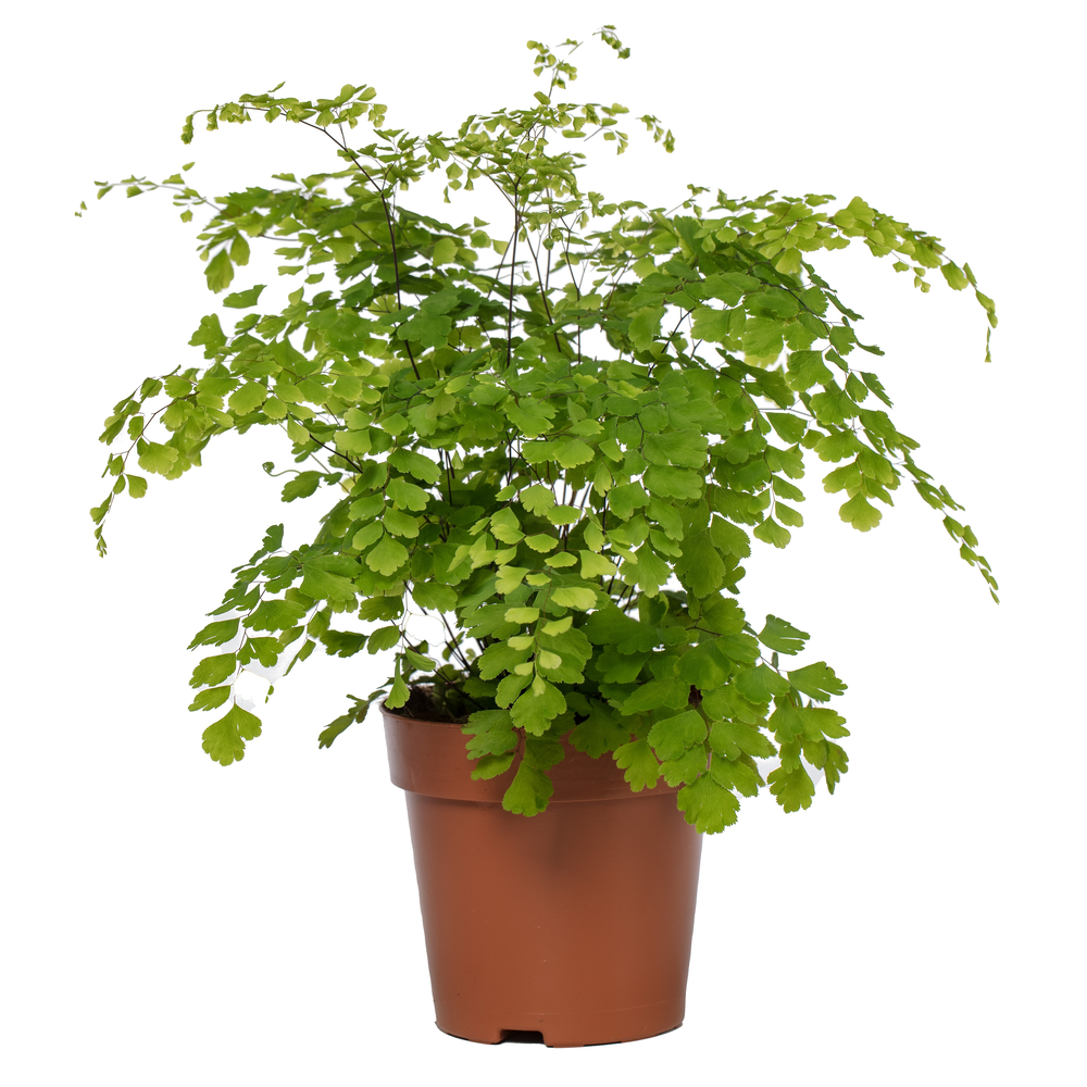 Adiantum 'Fragrans'.