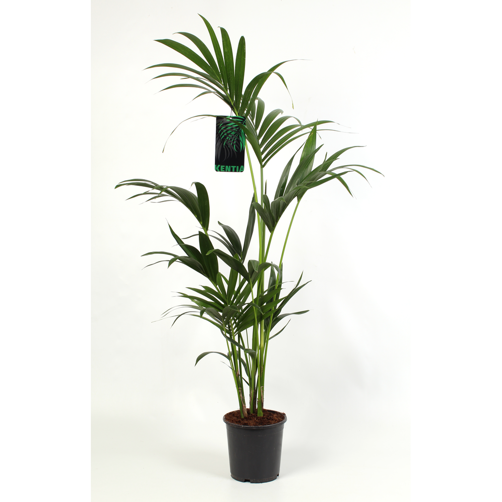 Kentia Howea Forsteriana, 4 stek p/pot.