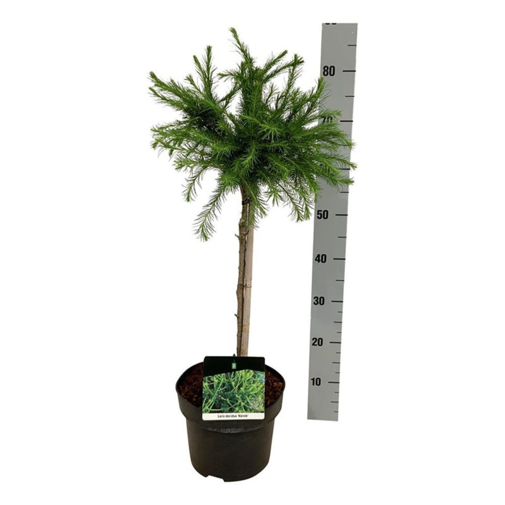Larix decidua 'Kórnik'.