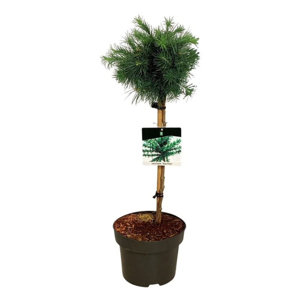 Larix kaempf. 'Grey Pearl'.