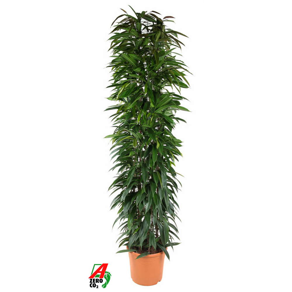 Ficus Alii King zuil P35 (NO GAP).
