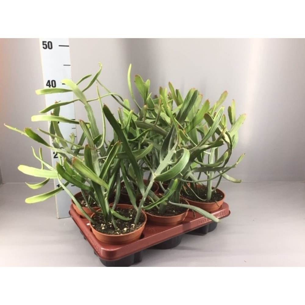 Euphorbia xylophyloides.