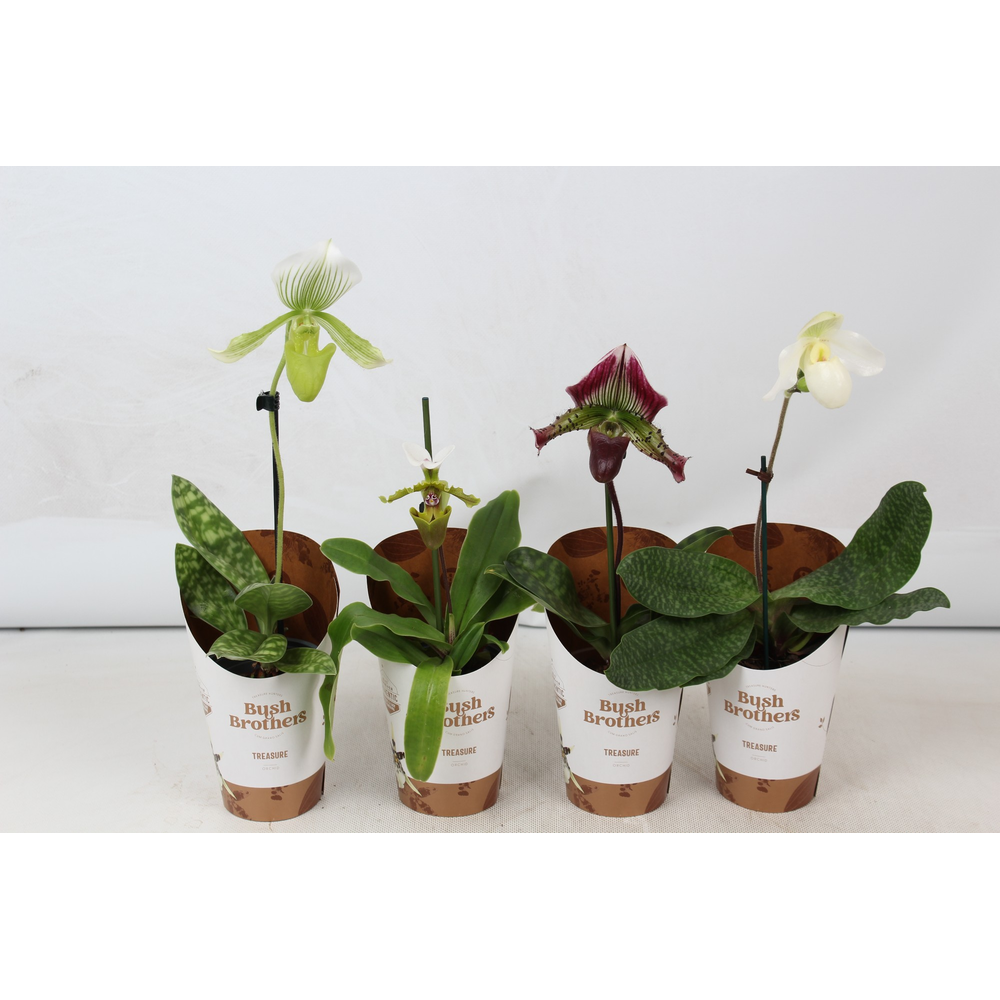 Paphiopedilum mix 9 cm.