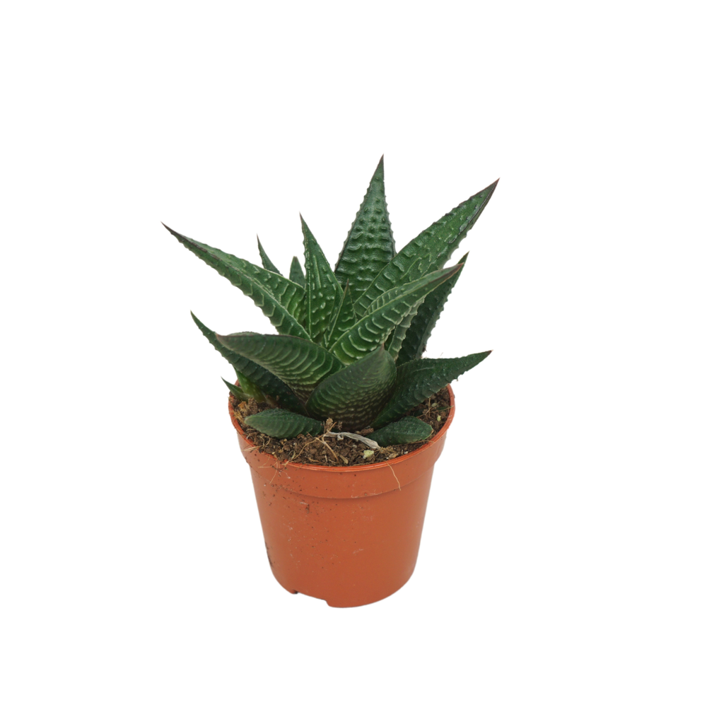 Haworthia limifolia 5,5 cm.