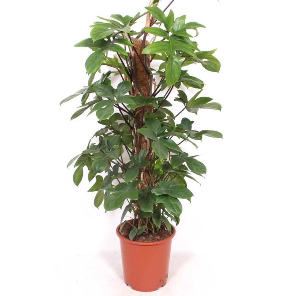 Philodendron pedatum.