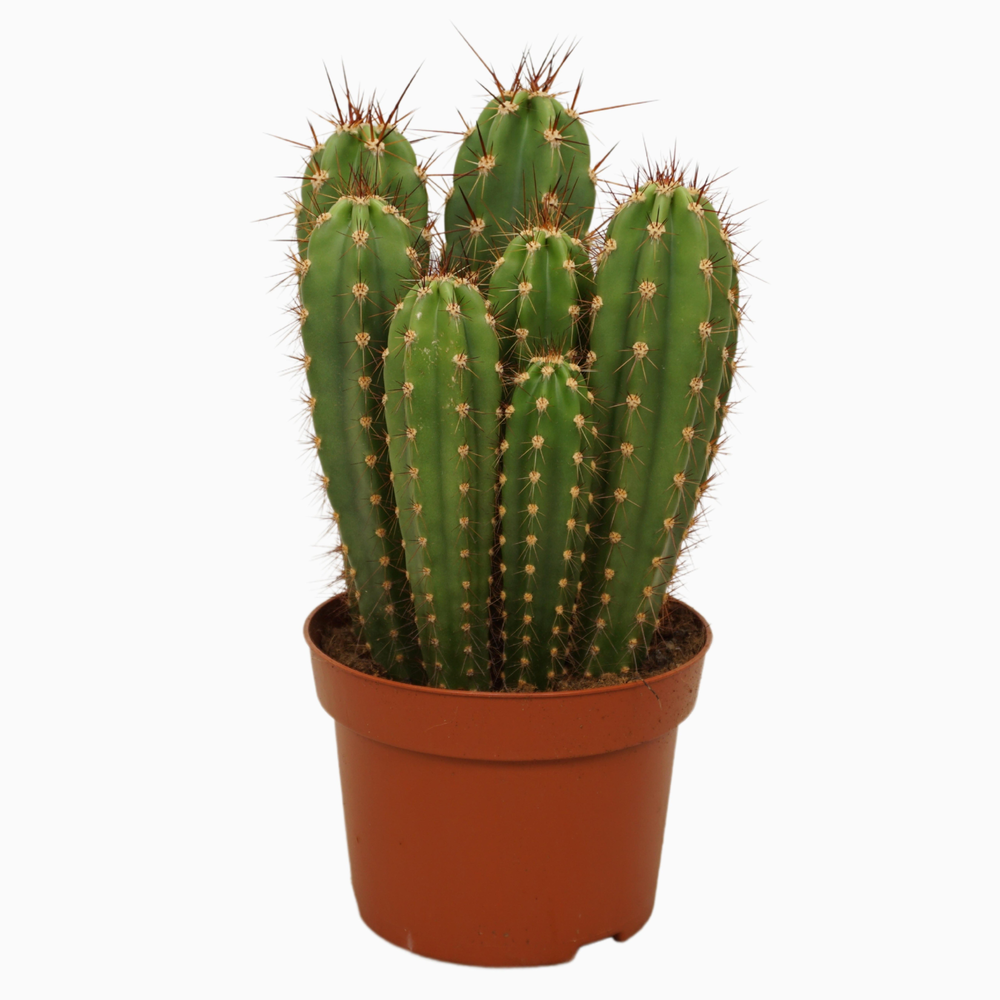 Neocardenasia herzogiana 13 cm.