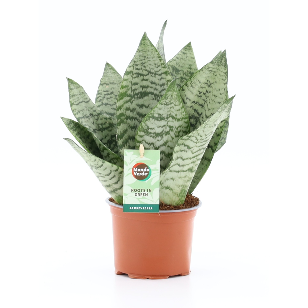 Sansevieria Black Coral.