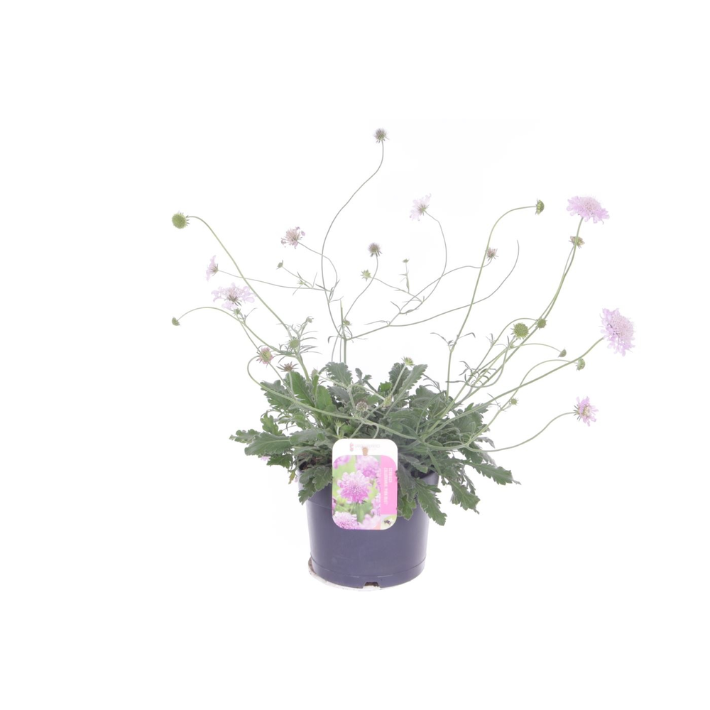 Scabiosa columbaria Pink Mist.