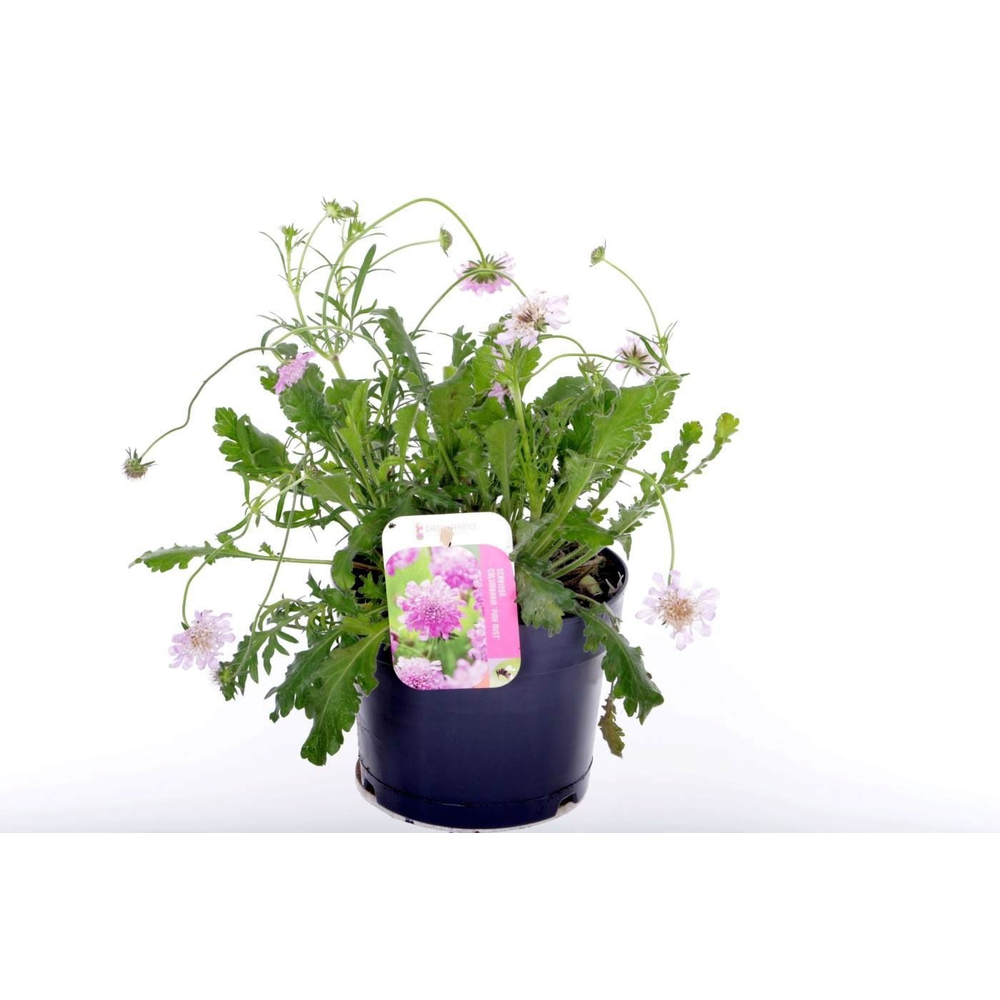 Scabiosa columbaria Pink Mist.