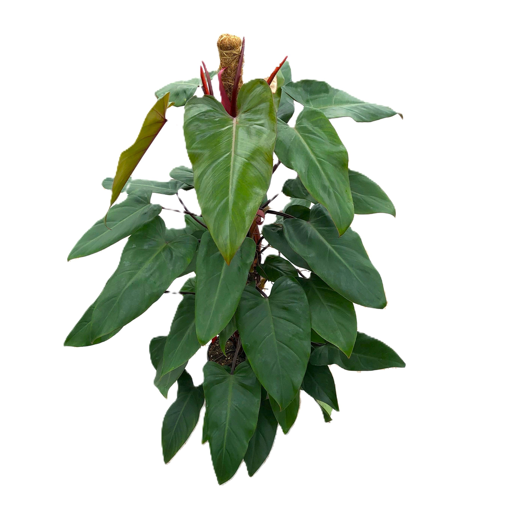 Philodendron "Red Emerald" p21 mosstok 100cm.
