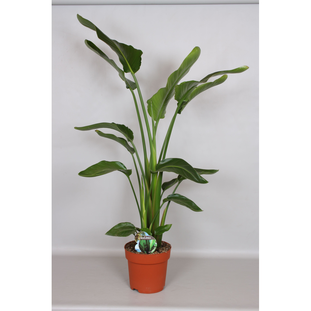 Strelizia Nicolai 140 - Green4life.