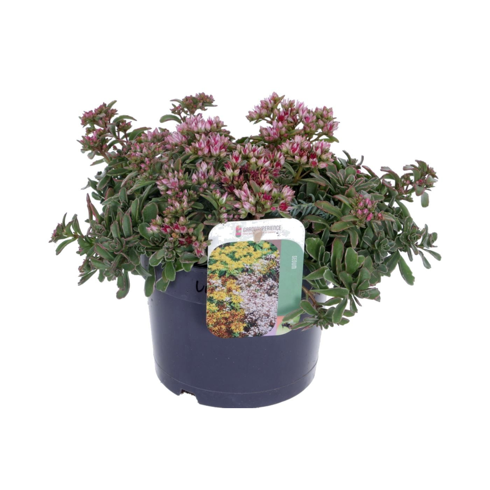 Sedum spurium Tricolor.