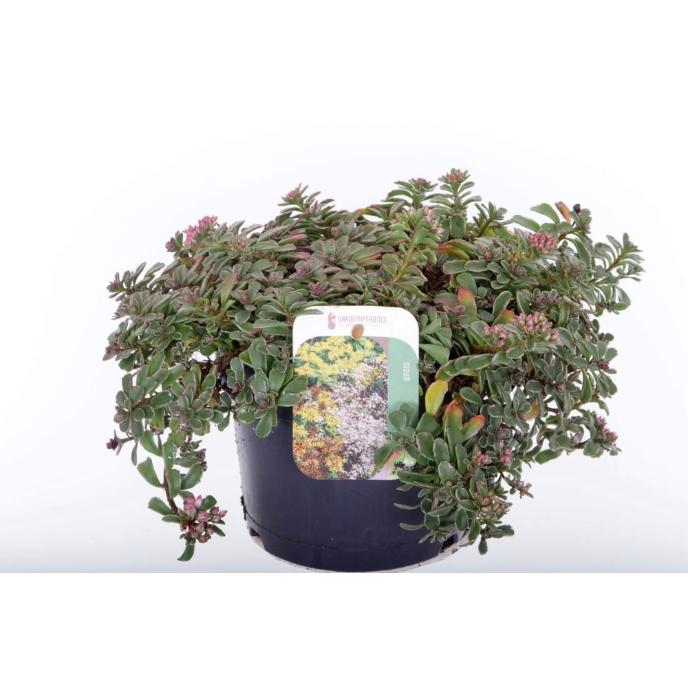 Sedum spurium Tricolor.