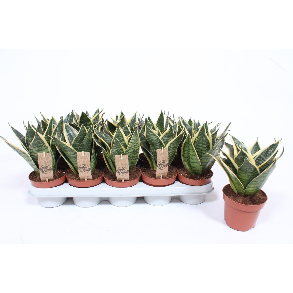 Sansevieria Golden Edge Hahnii.