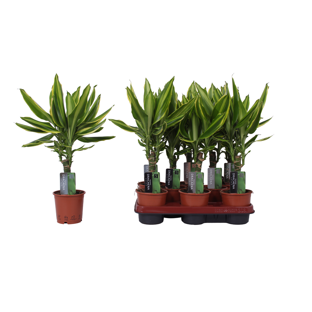 Dracaena Golden Queen, 11 cm pot.