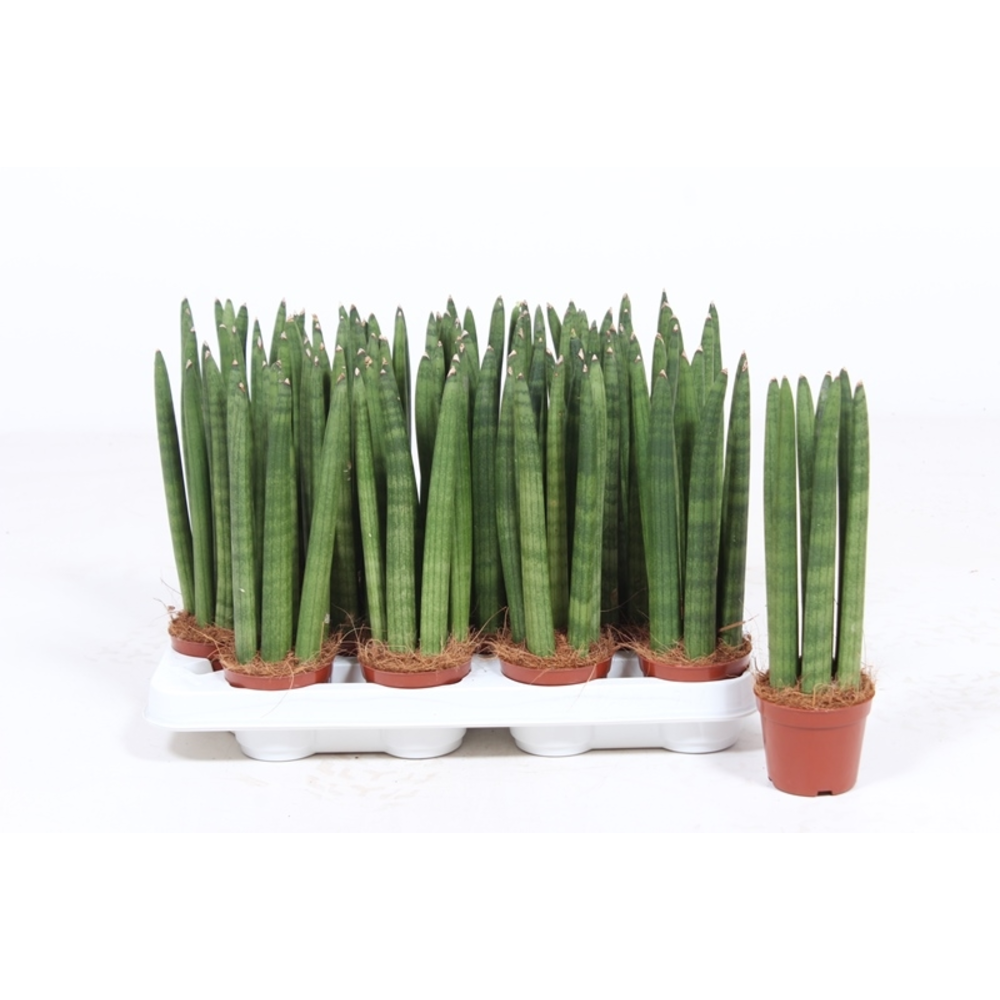 Sansevieria Straight.