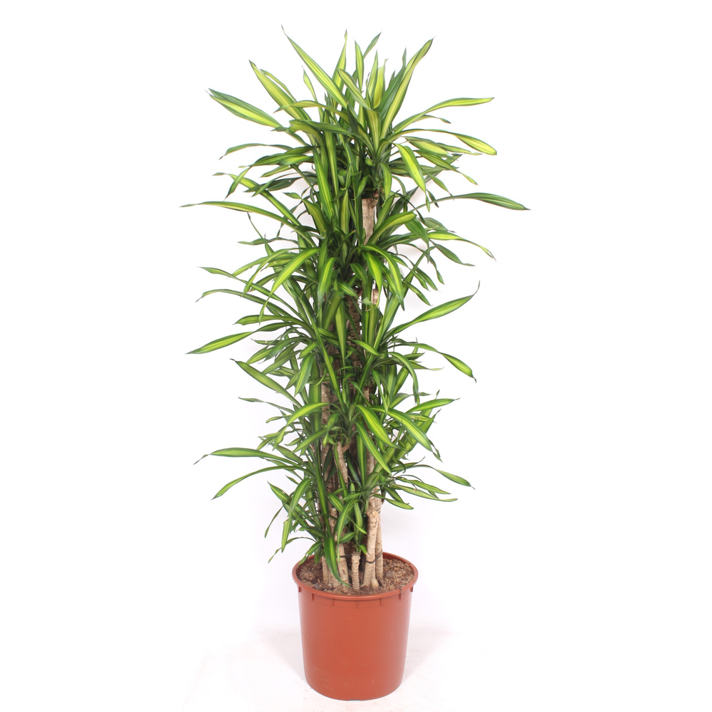 Dracaena Riki.