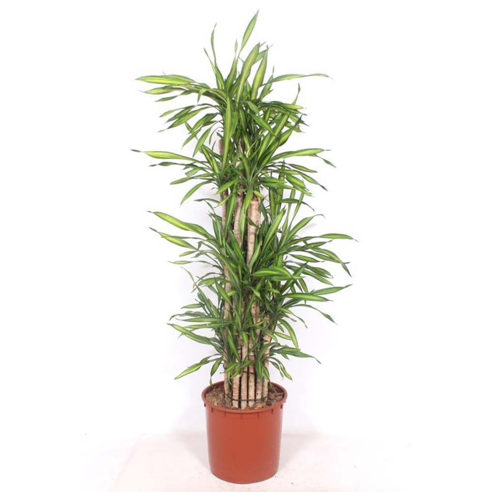 Dracaena Riki.