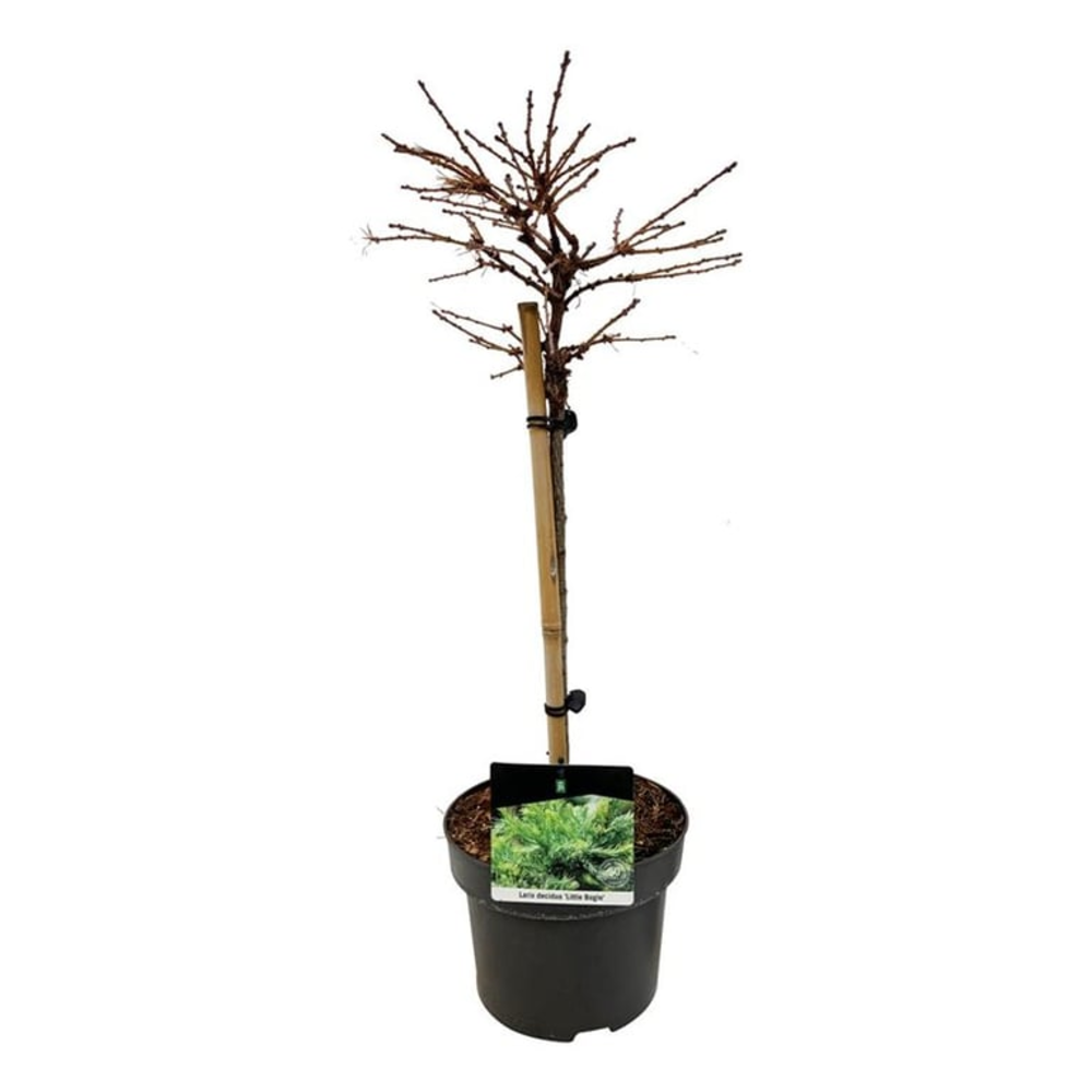 Larix decidua 'Little Bogle'.