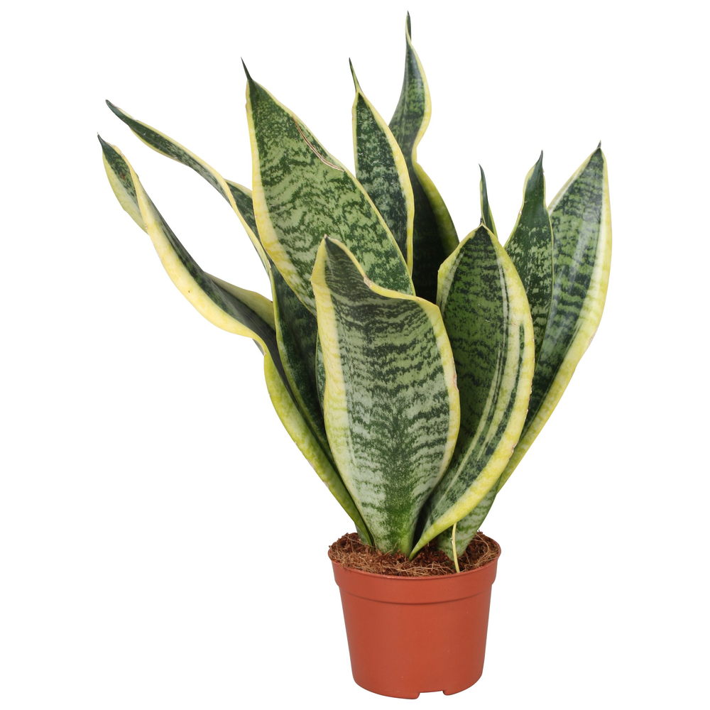 Sansevieria Futura Superba.