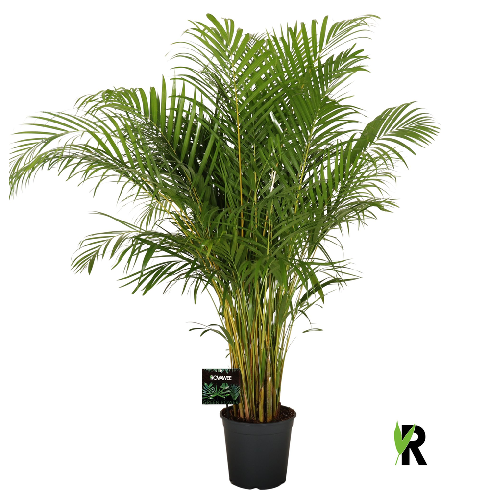 Dypsis lutescens.