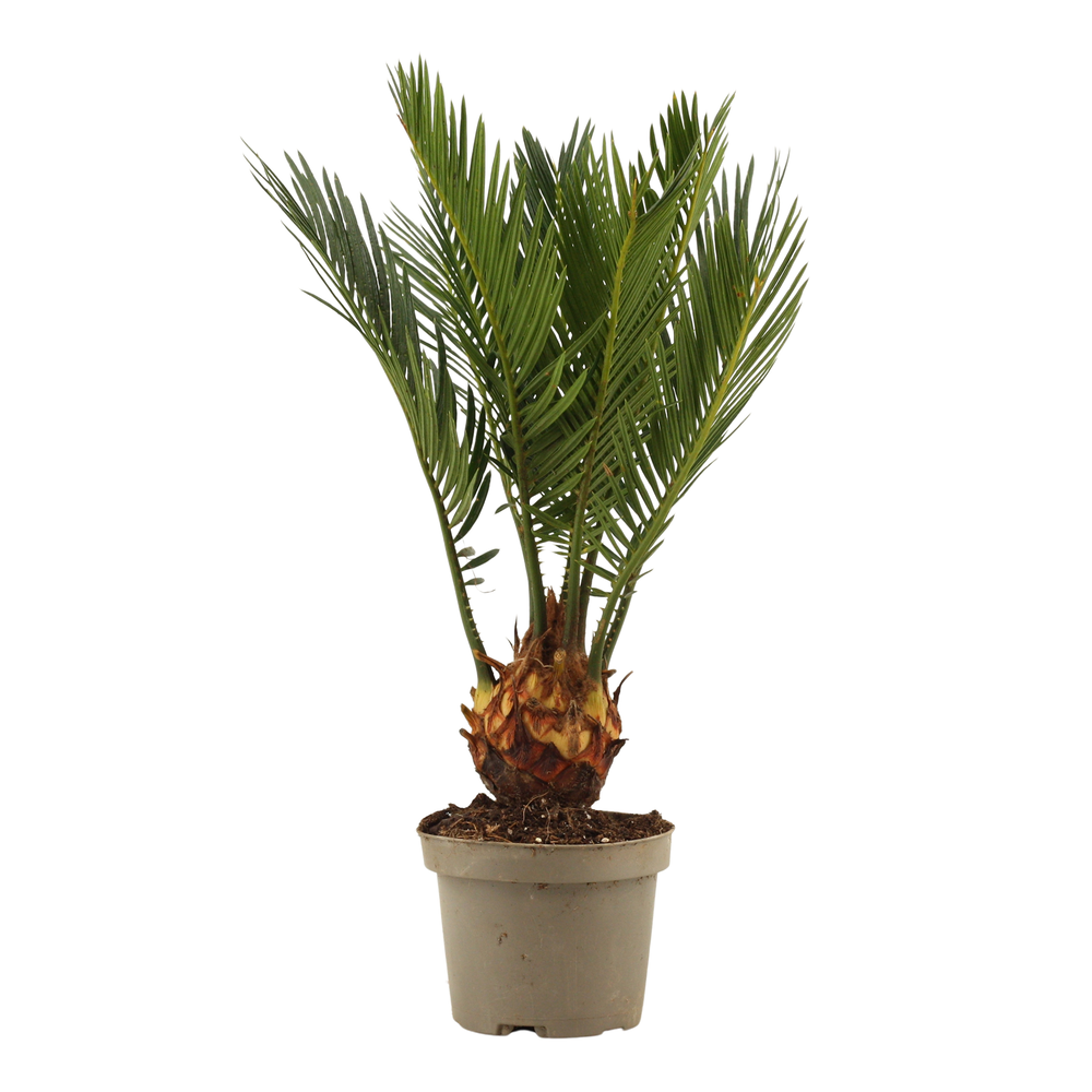 Cycas revoluta 9 cm, 3+ veren.