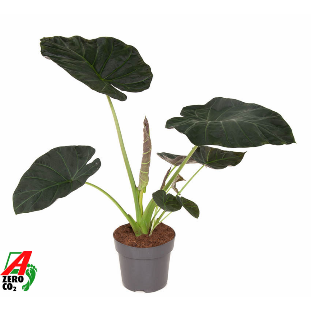 Alocasia Regal Shields (NO GAP).