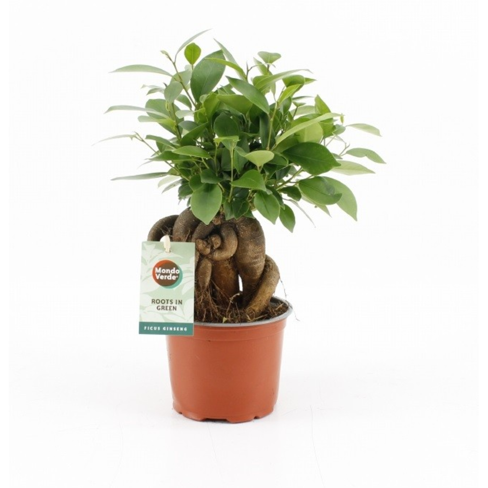 Ficus microcarpa Retusa.