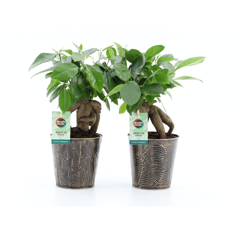 Ficus microcarpa Retusa in Iron Leaf.