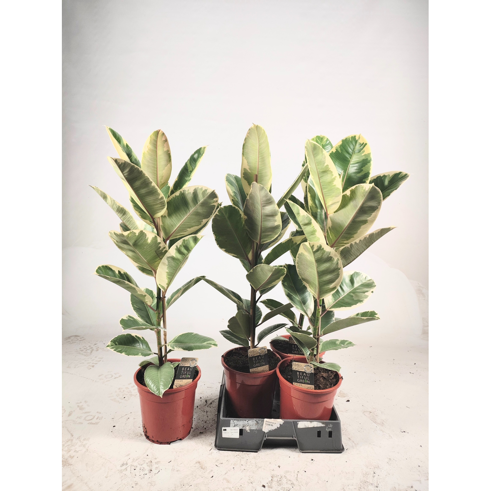 Ficus elastica Tineke 85cm.