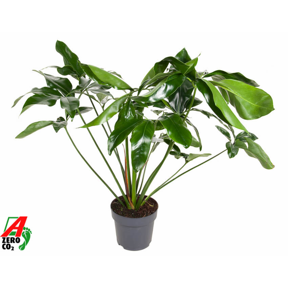 Philodendron Green Wonder P24 (NO GAP).